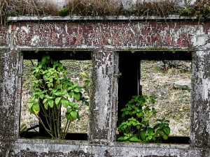 rotted old window with plants in it