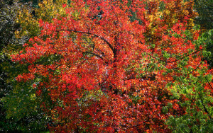 leaves changing color on a tree in the fall