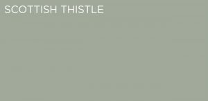 scottish-thistle